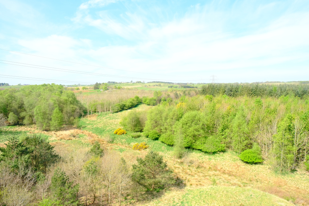 Looking down to the wood