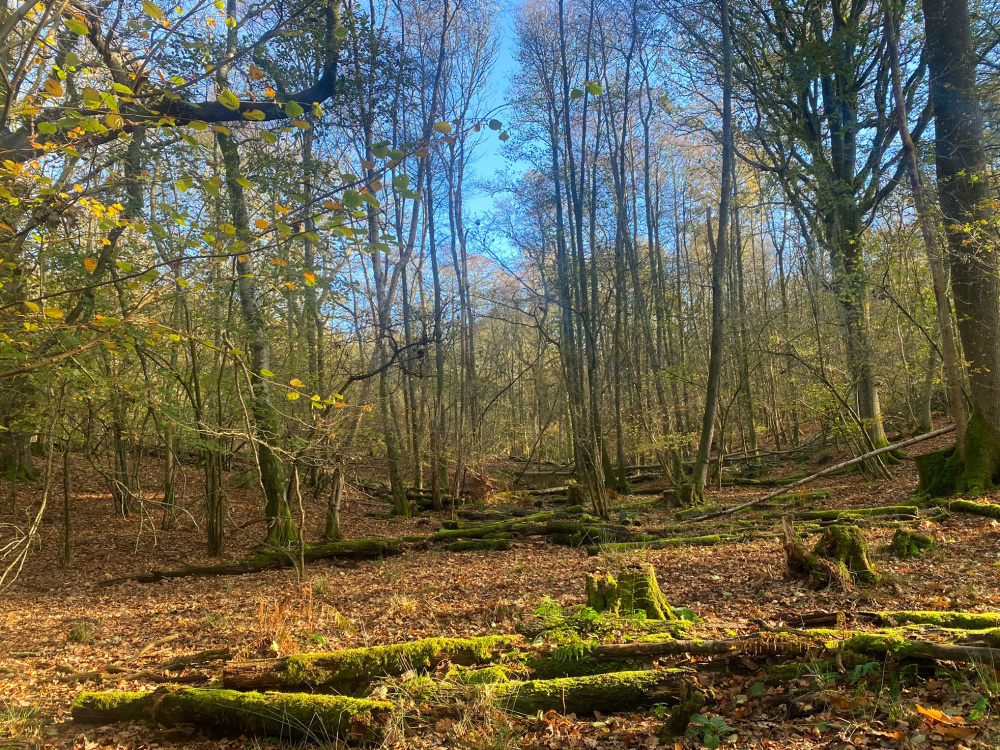 Alison Wood - down in the gill