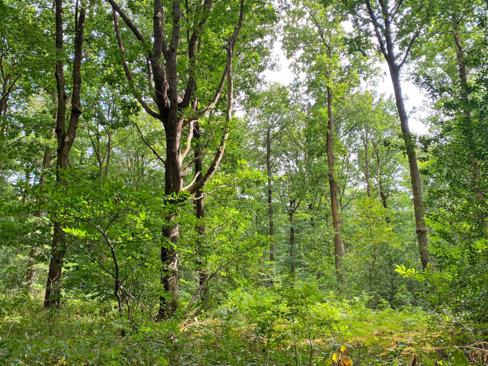 Mature oak in Arris Wood