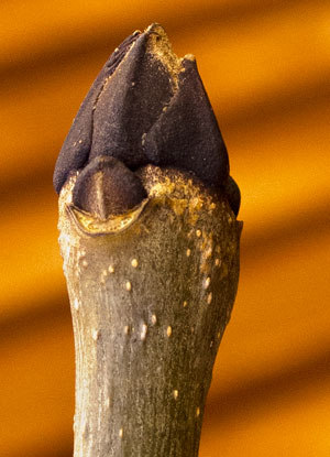 Ash is fighting back