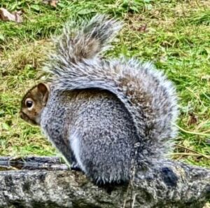 The trouble with squirrels