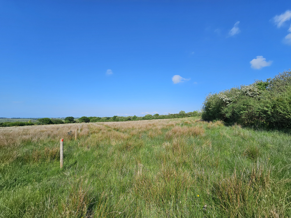 An ideal landscape for tree planting, offering ample space to cultivate woodland and enhance biodiversity