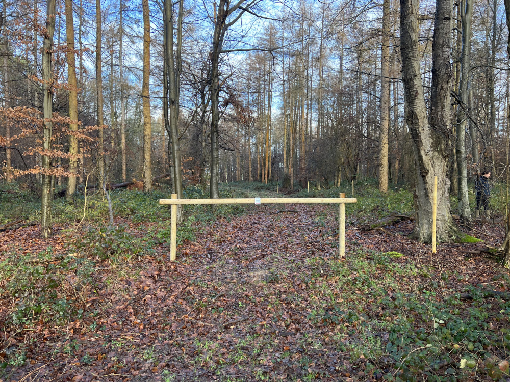 View from the south back into the wood.