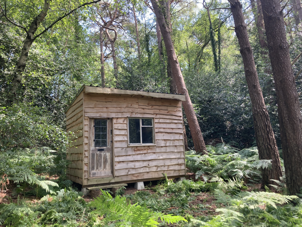 A cabin in the woods