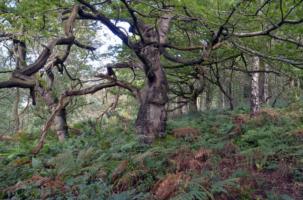Large old oak and beech trees. 
