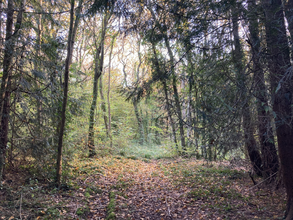 The track running through the wood