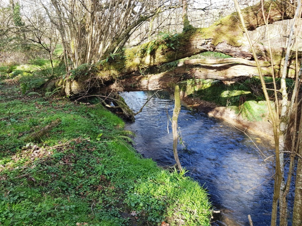 Stunning streamside location