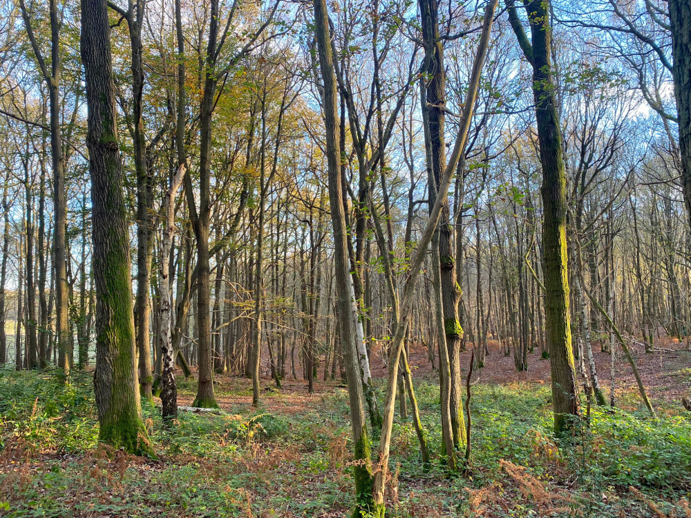 Winter sunshine in Chelsea Wood