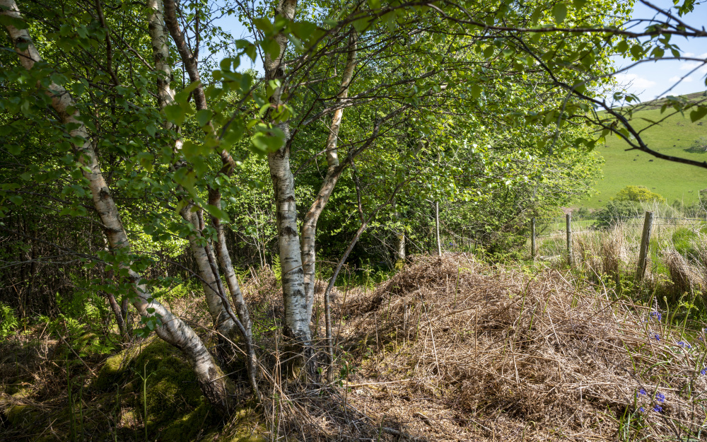 Bedw Arian means Silver Birch