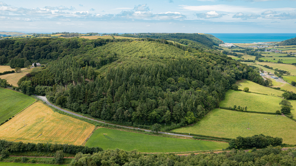 Aerial shot of the whole wood