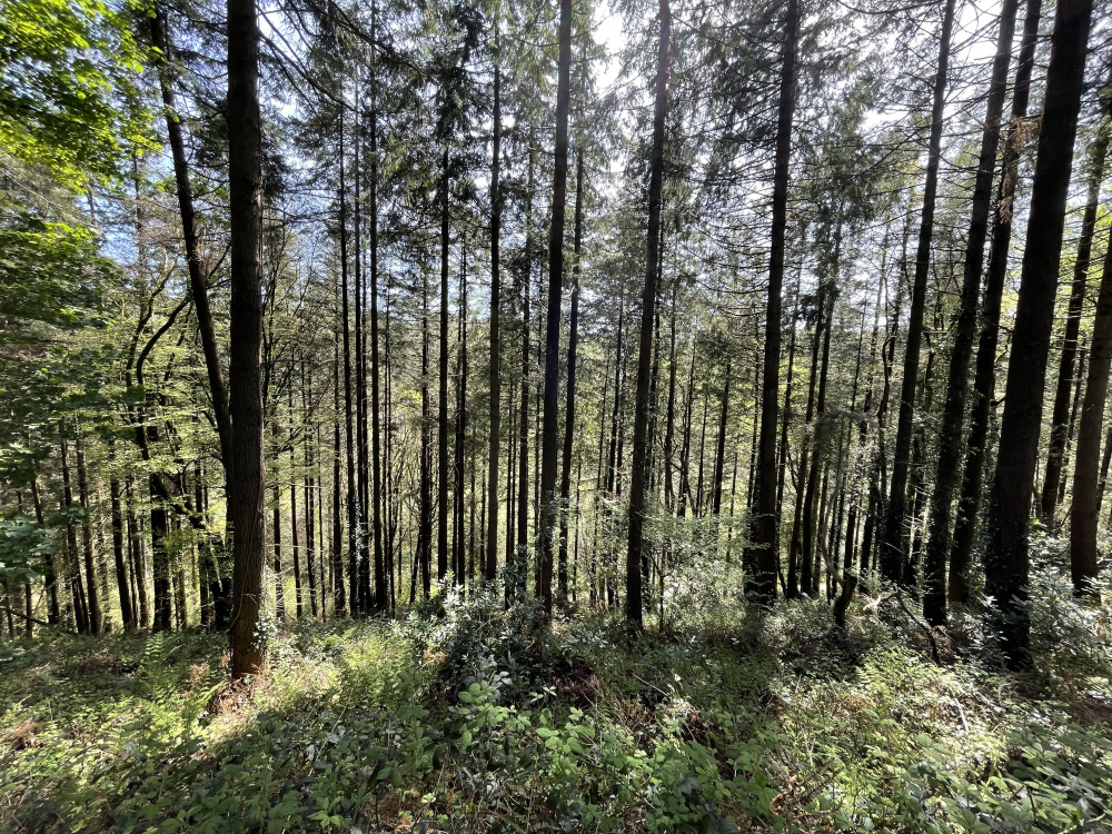 Looking into the wood back downhill towards the southern boundary  