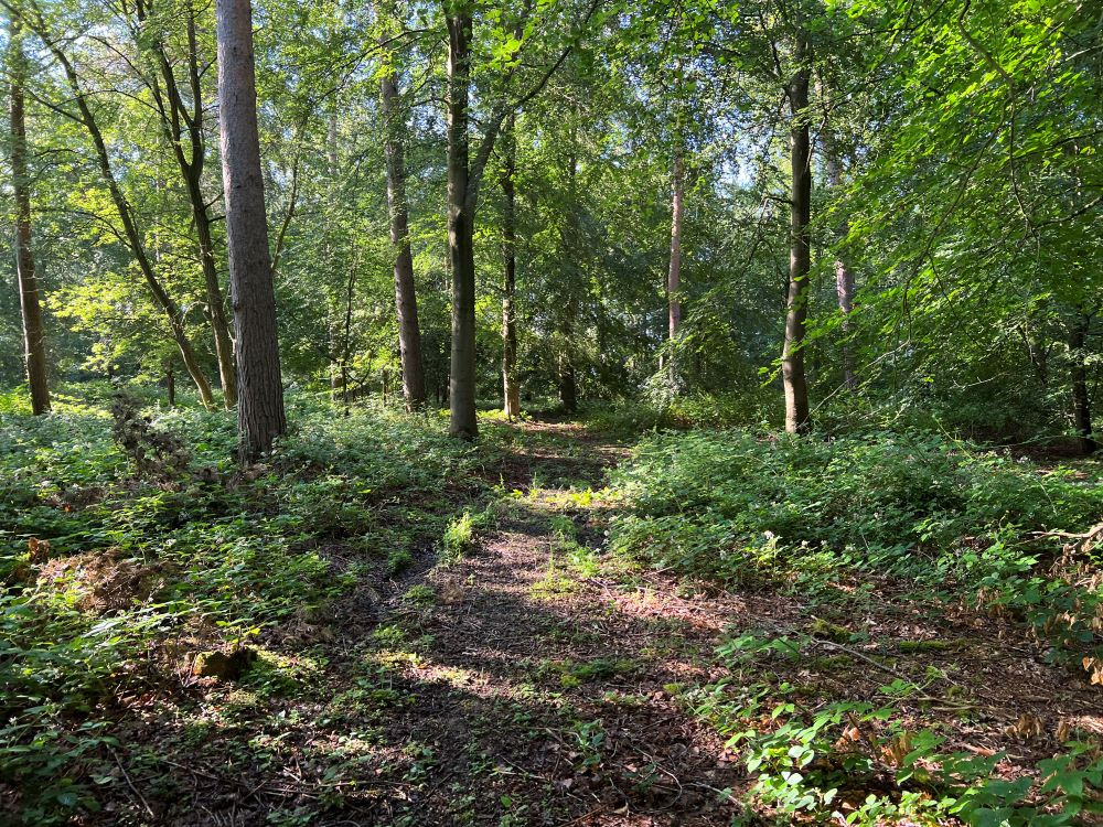 Pathway into the wood. 