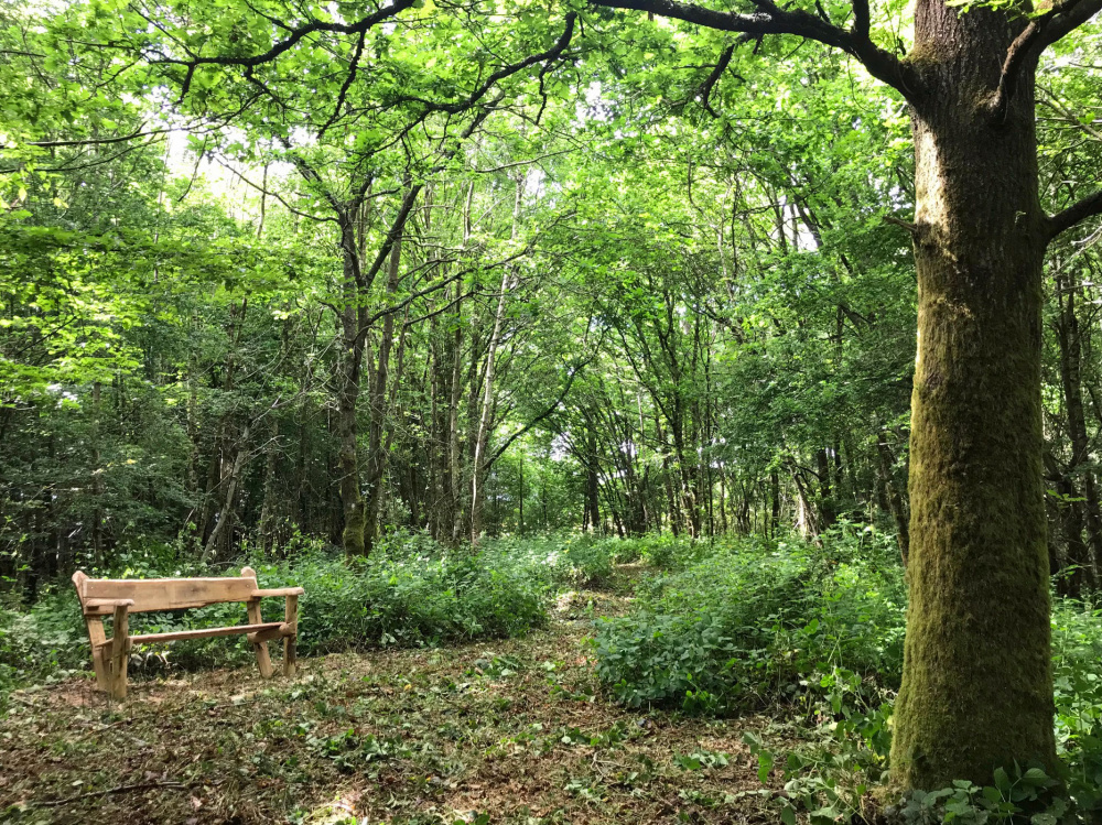 The rustic bench in Crackel Wood