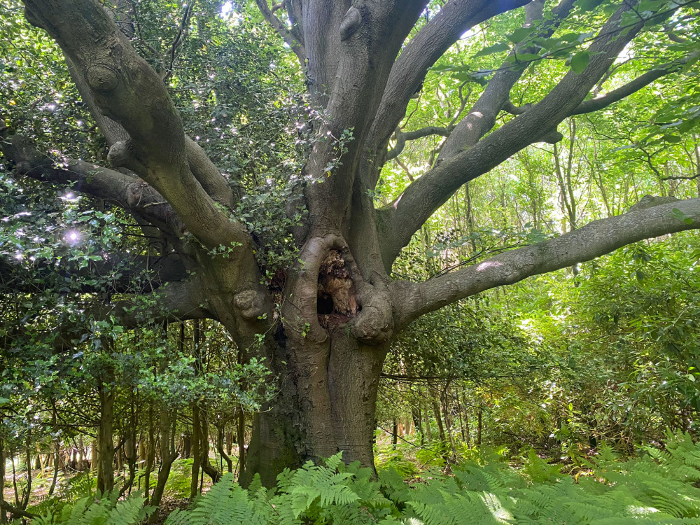 Ancient beech tree
