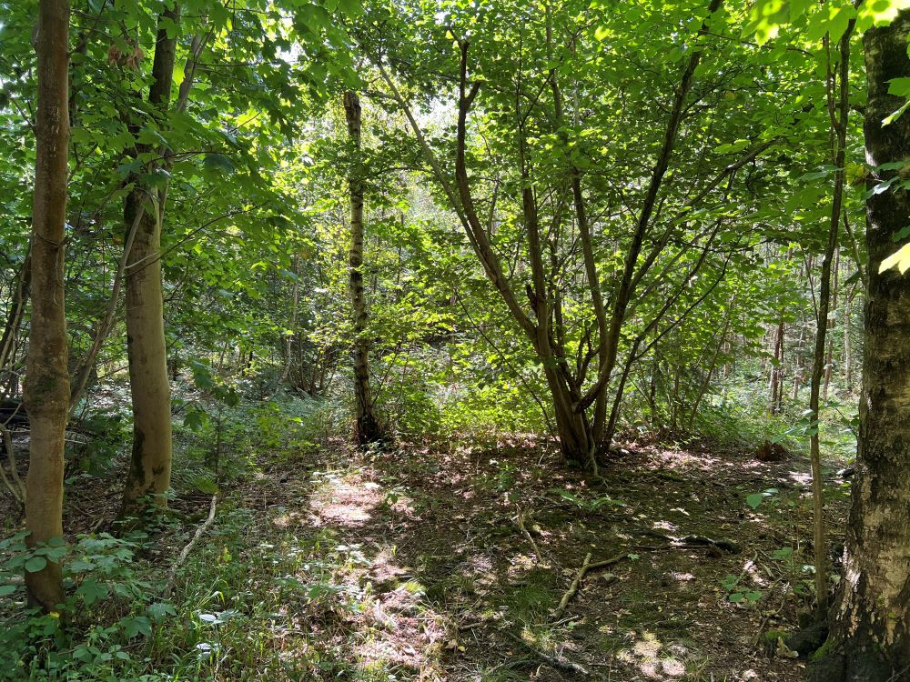 An old hazel stool amongst sycamore and birch trees