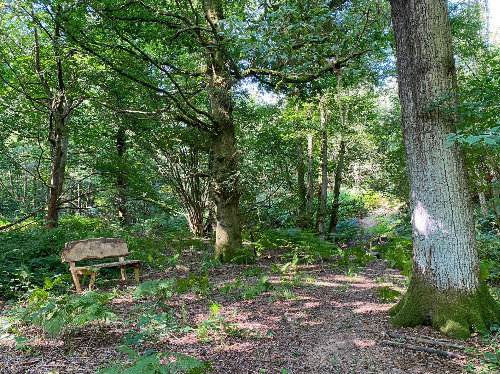 Rustic bench in a private clearing