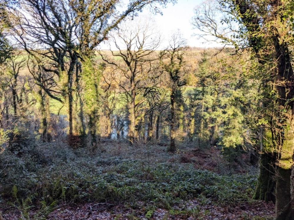 Well spaced mature oak trees allowing plenty of light into the woodland