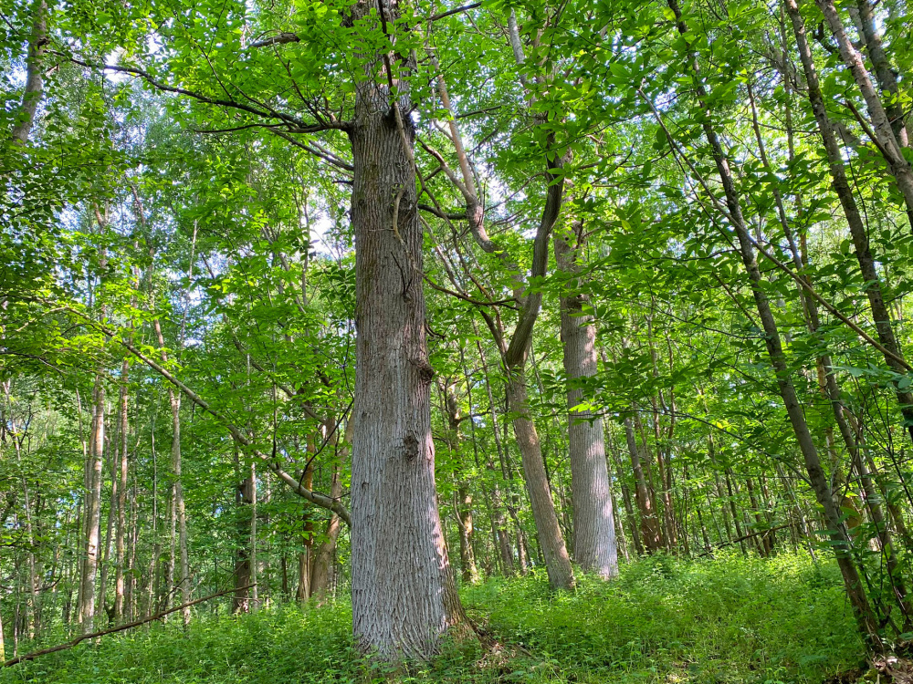 Sweet chestnut standards