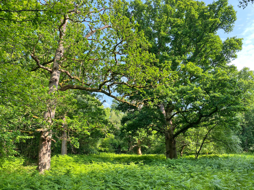 A sunning mature oak in the private glade