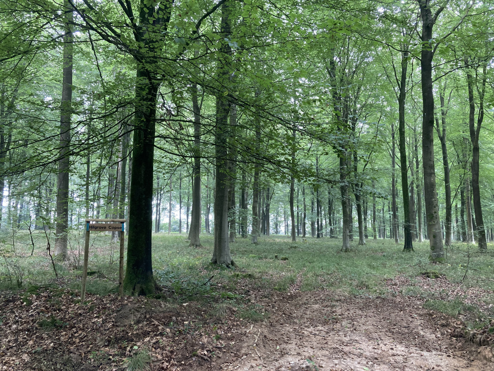 Hilgrove Copse