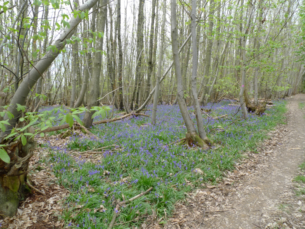 bluebells from last season