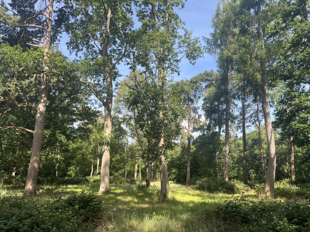 Perfect camping clearings