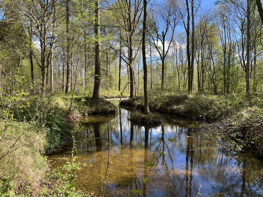 Seasonal pond in spring