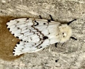 Watching insects on the move