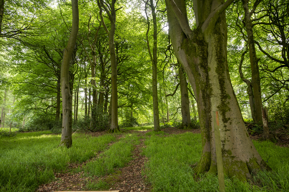 Trackway into Ivan's Wood