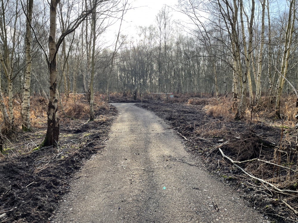Main track leading to wood.