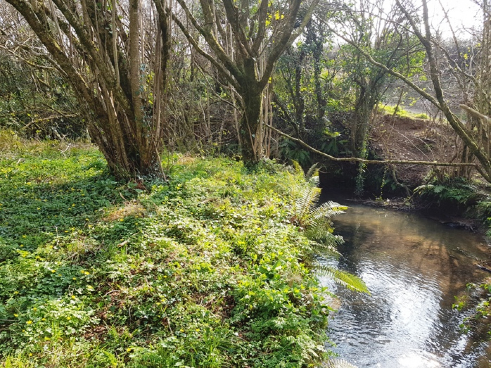 Sparkling stream frontage