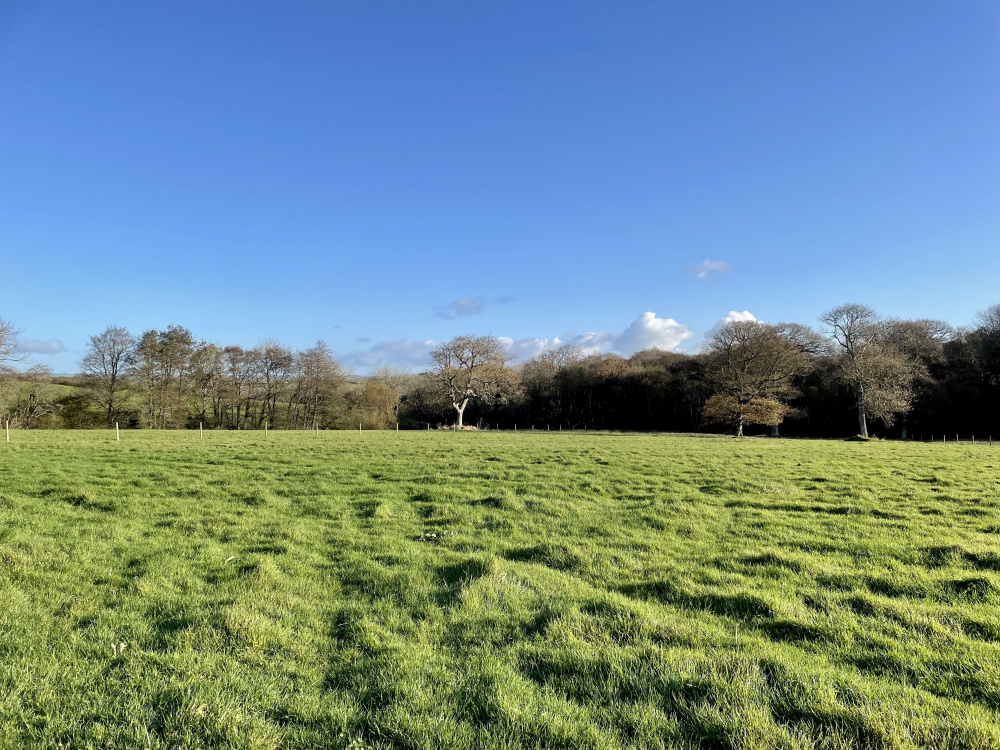 Lewen Meadow is ideally suited to tree planting