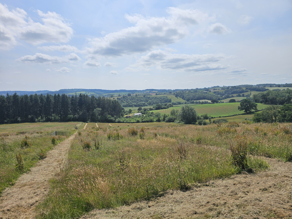 Pathways weave through the meadow grass, providing a smooth and accessible walk along its length