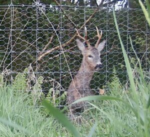 My Experience of Using Mulch Mats,  around Young Trees