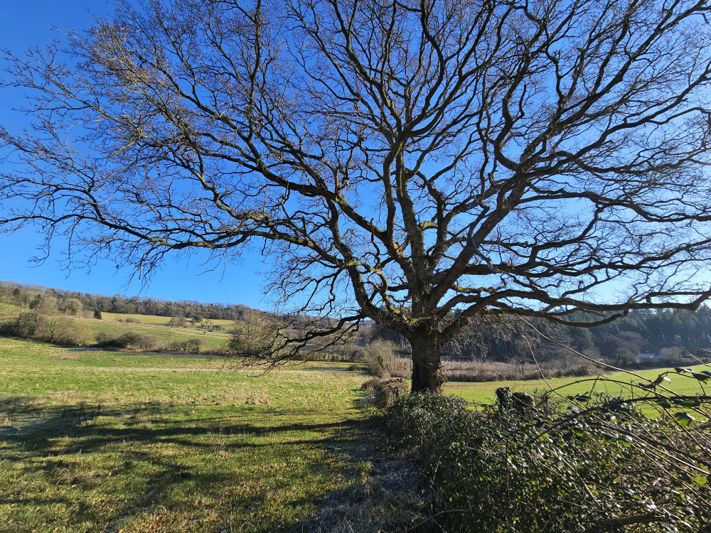 A neighbouring oak tree hovering over the southern boundary