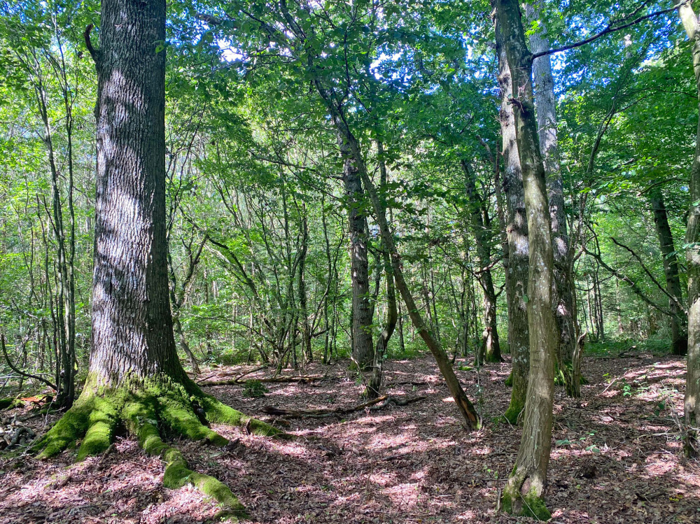Mature oak and mixed broadleaves