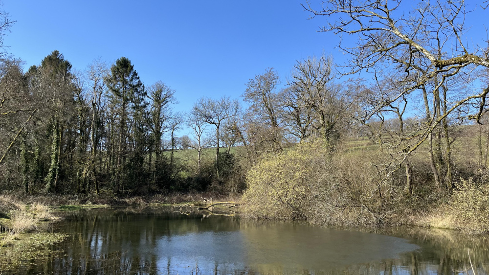 Pond in early spring