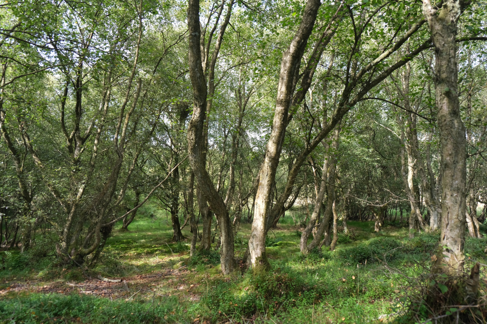 Oasis of tranquility