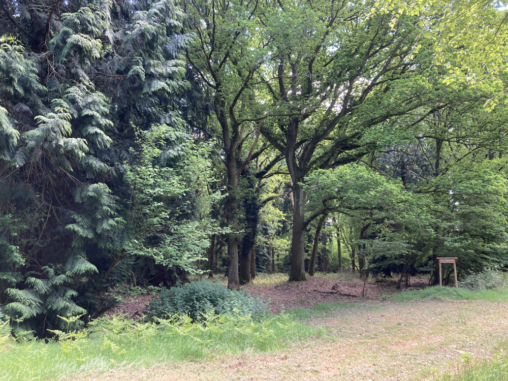 A generous clearing at the entrance