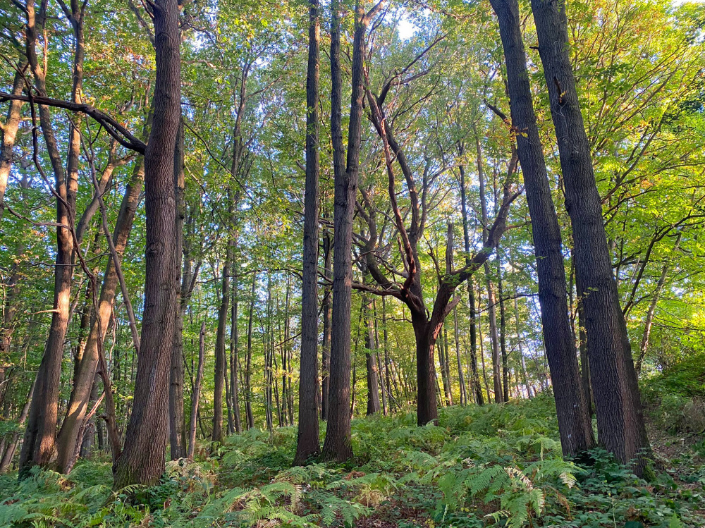 A splendid mixed woodland