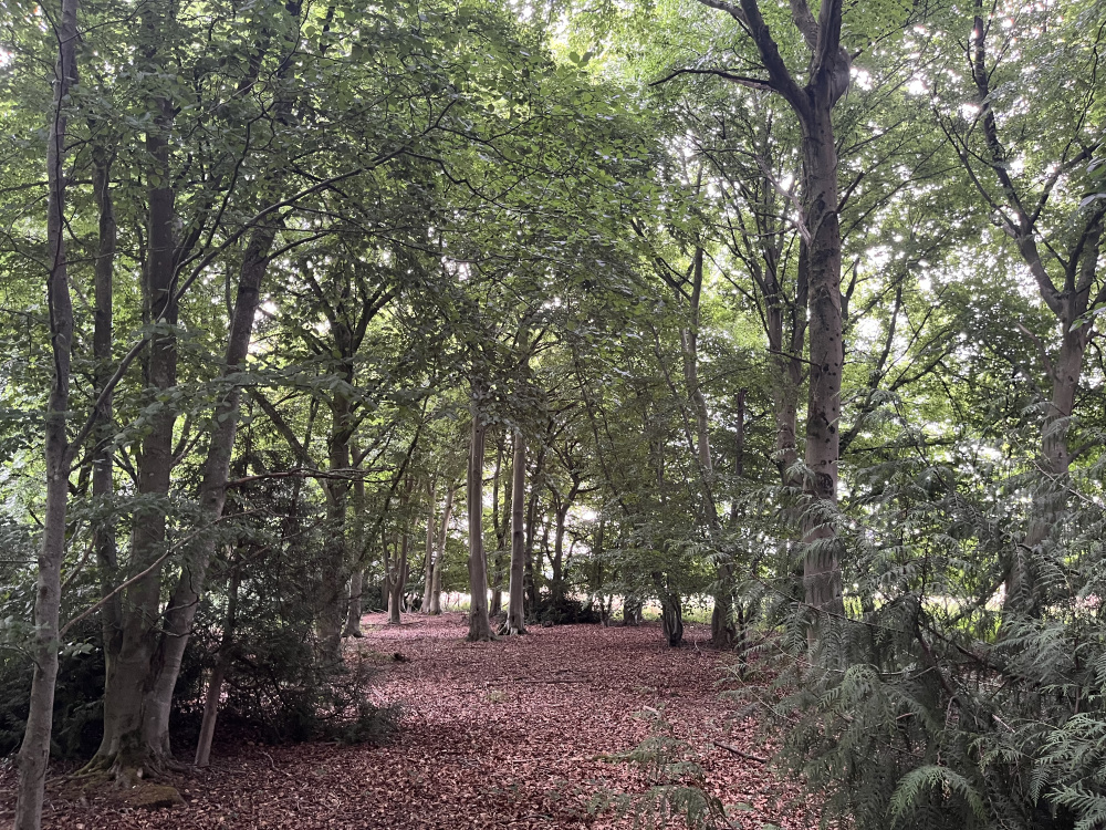 A clearing beneath beech