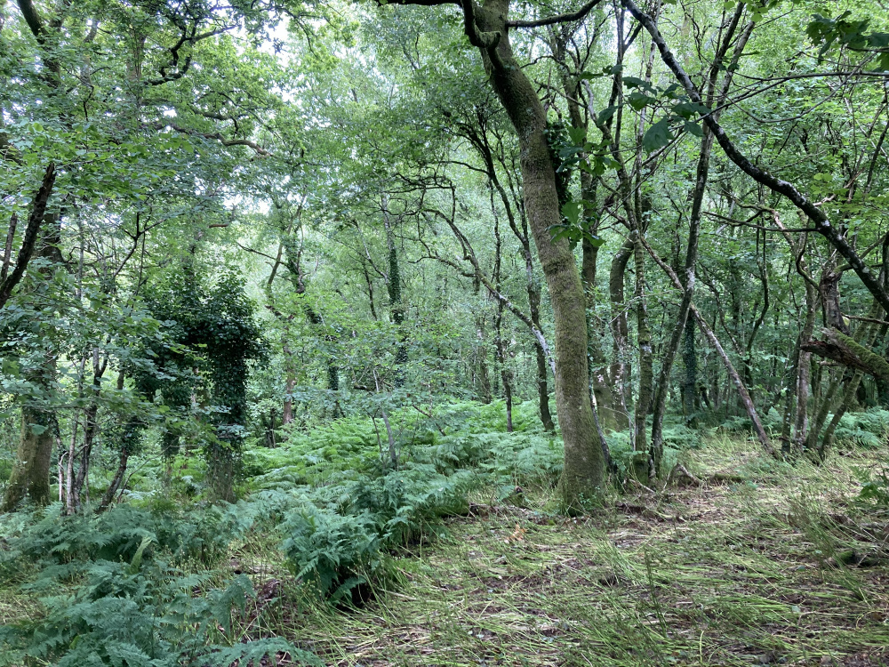A delightful mixed woodland scene