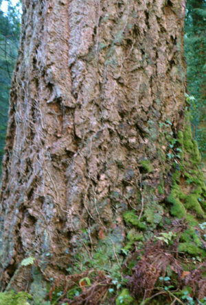 Reaching for the sky