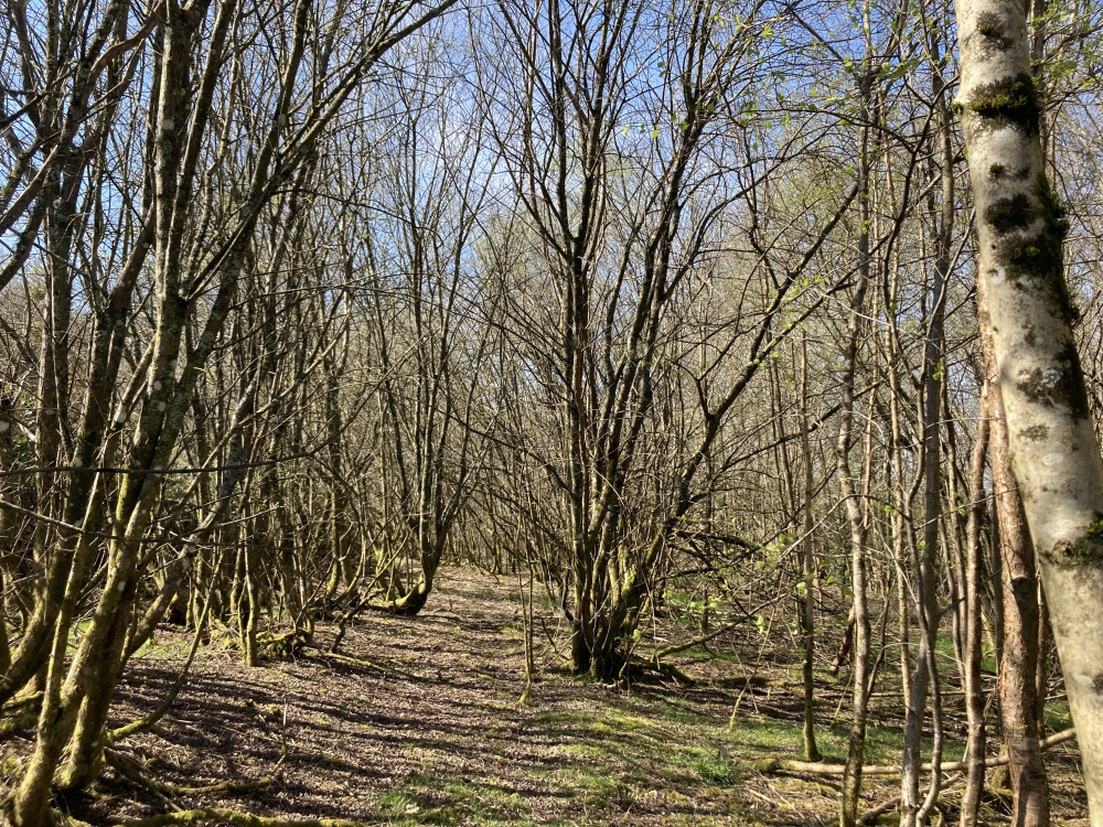 Weaving woodland walk in Wick Ball Wood