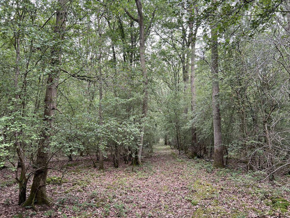 Oak-lined ride through the wood. 